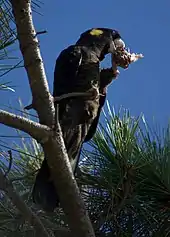 A black cockatoo perching on a branch high in a pine tree. It is standing on its right leg and holding a pine cone in its left food near its beak to eat the pine nuts in the cone.