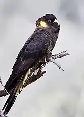 A large black cockatoo among foliage, dismantling a flower with its large beak