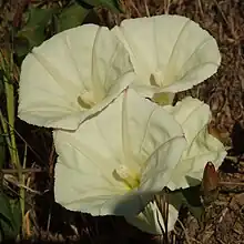 Calystegia occidentalis