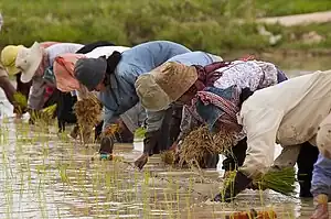 Image 4Cambodian farmers planting rice (from Agriculture in Cambodia)