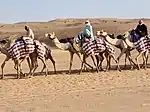 Camels under training at Labsah Race Track