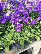 Canterbury bells - Campanula medium