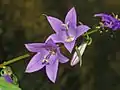 Close-up on flowers of Campanula rapunculoides