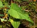 Leaf of Campanula rapunculoides