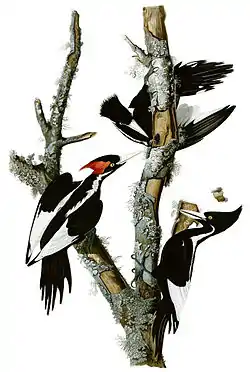 Ivory-billed woodpecker(Campephilus principalis) Possibly extinct