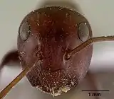 Head of Camponotus saundersi.