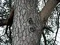 Isolators in a tree.