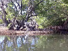 Channel in the mangroves