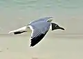 Preparing to land on beach, American Virgin Islands