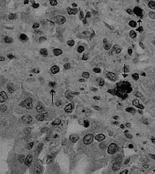 Canine coronavirus antigen (arrows) in canine lung tissue