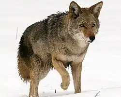 A real coyote with brownish coloration