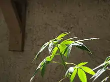 Image 30Top of Cannabis plant in vegetative growth stage (from Cannabis)