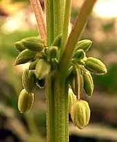 Image 48Male Cannabis flower buds (from Cannabis)