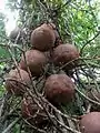 Cannonball tree