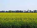 Canola field near Temora