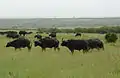 African buffalo herd