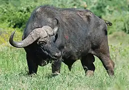 Cape Buffalo