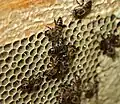 Domestically kept Cape honey bees on a hive frame with honeycomb