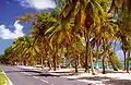 Road by the ocean near Capesterre-de-Marie-Galante