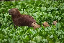 A capybara or carpincho