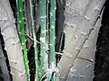 prickly trunk of Capparis arborea