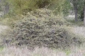 Capparis lasiantha  in front of Warrior Bush, Apophylla anomalum, and both under a weeping myall, Acacia pendula.