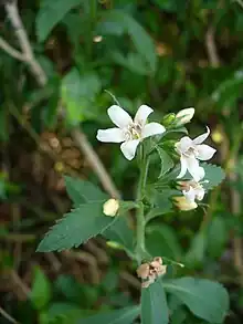 Té del país(Capraria biflora)