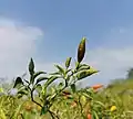 Capsicum annuum L var. fasciculatum Irish.