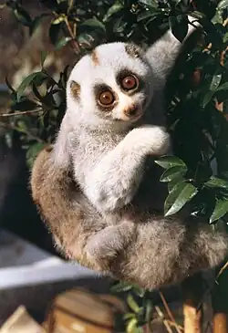 Brown and white loris