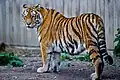An Amur tiger (Panthera tigris tigris as of 2017)