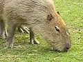 Capybara in Shepreth Wildlife Park