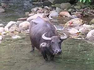 Image 5Picture of a Carabao in Dumaguete City, Negros Oriental, Philippines