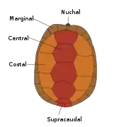 The scutes of a turtle's carapace