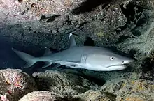 Photo of a whitetip reef shark, a slender gray shark with a short head and white tips on its dorsal and caudal fins, resting inside a coral cave
