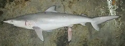The copper shark can be difficult to distinguish from other large Carcharhinus species