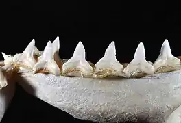 Lower teeth