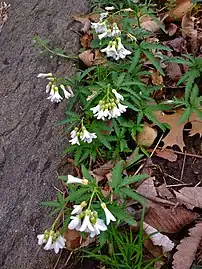 Cardamine concatenatacutleaf toothwort