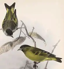 Drawing of two black-capped siskins