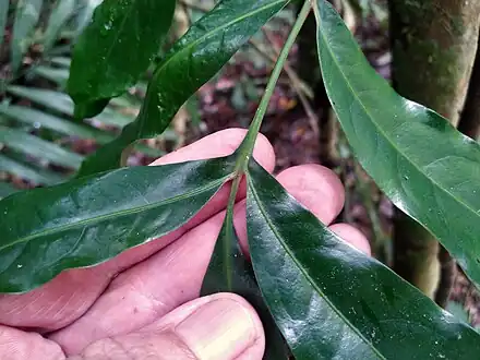 Sapling leaf, showing the intermediate pinnatisect morphology
