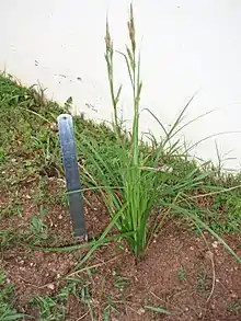 Bermuda sedge (Carex bermudiana)