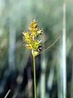 Spikelets
