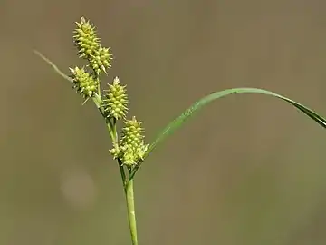 Carex demissa inflorescence