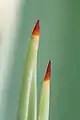 thorn of Caribbean agave at early stages