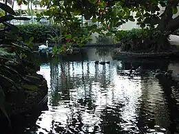 The lagoons at the Hilton are natural habitats for local fish and birds.