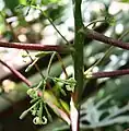 Flowers of V. monoica