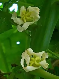 Female flowers