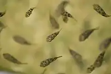 Several wild dwarf pufferfish are viewed from above in yellowish water