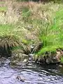 The Carlin Burn at Hareshawmuir Water, below Cameron's Moss, East Ayrshire.