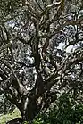 Oak trees at the park