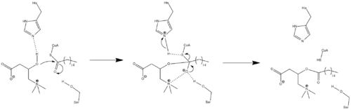 An arrow-pushing mechanism for the action of carnitine palmitoyltransferase.